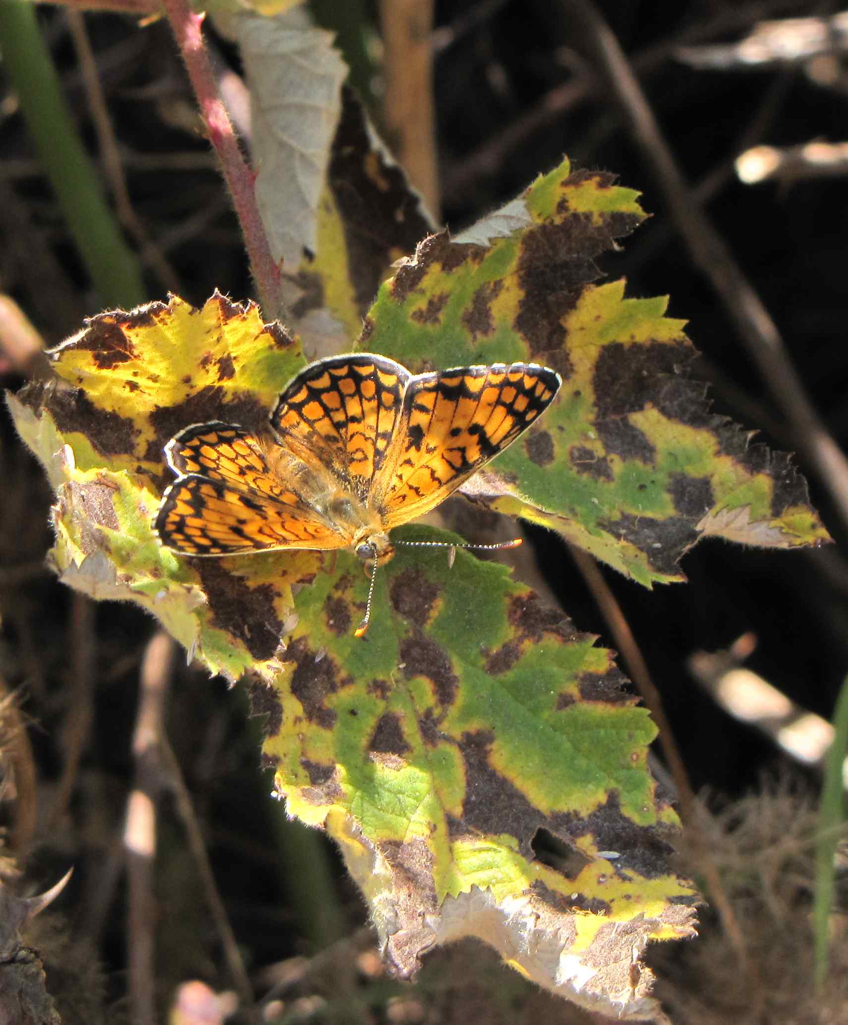 melitaea